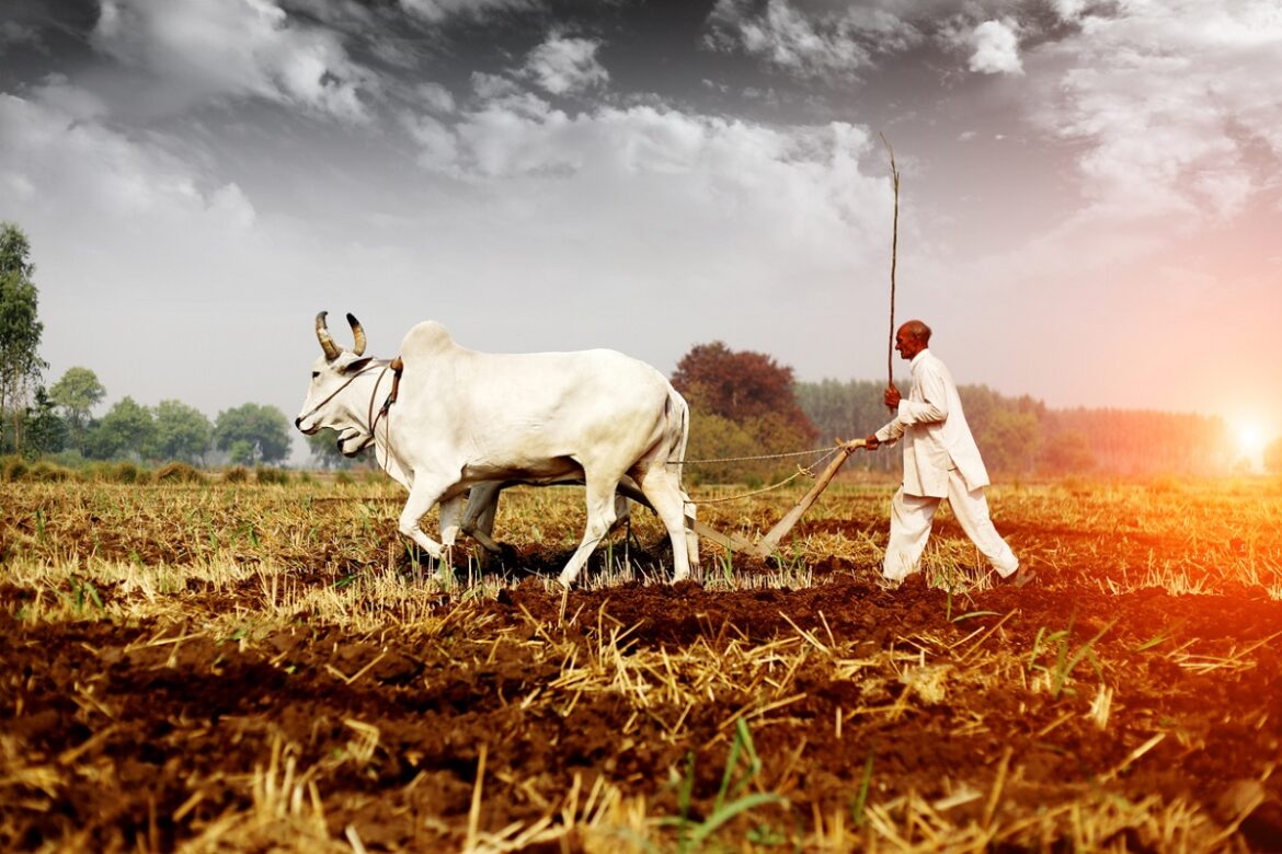 मुख्यमंत्री किसान कल्याण योजना में करीब 83 लाख किसानों के खातों में 1671 करोड़ रूपए की राशि का होगा अंतरण