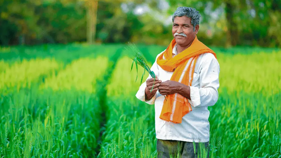 धान समेत 14 फसलों की मिनिमम सपोर्ट प्राइस में बढ़ोतरी