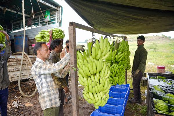 वैश्विक कृषि-निर्यात बाजार में मध्य प्रदेश का उदय;