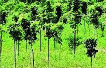 छत्तीसगढ़ में हरियाली को बढ़ाने विशेष अभियान