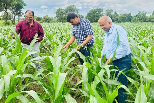 उप संचालक कृषि श्री सिंह ने टीम के साथ अमरवाड़ा के ग्राम सिंगोड़ी एवं छिंदवाड़ा क्षेत्र के विभिन्न ग्रामों का भ्रमण कर फसल स्थिति का किया निरीक्षण