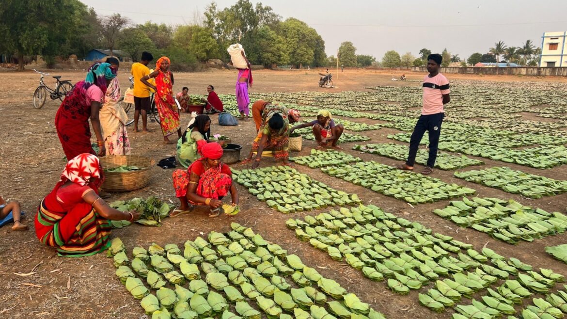 तेंदूपत्ता सीजन 2024 में 36 हजार से अधिक संग्राहकों को 12 करोड़ रुपए से ज्यादा पारिश्रमिक राशि का हो रहा भुगतान