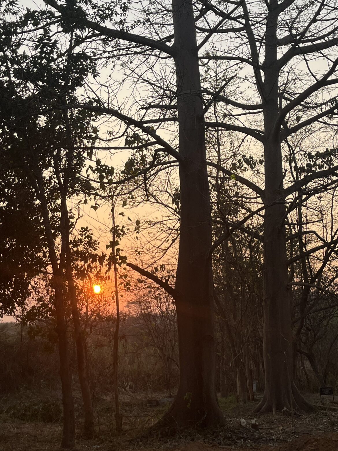 पर्यावरण सुरक्षा के लिए पहल :: 18 अगस्त से नंदनवन जंगल सफारी होगा प्लास्टिक फ्री