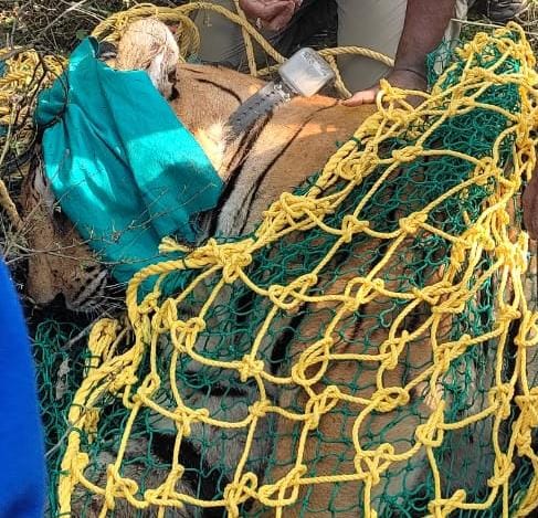 कसडोल शहर के एक किमी के दायरे में आ गया था बाघ, वन विभाग का अमला था सतर्क, ट्रैक्यूलाइज कर किया गया काबू