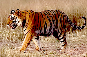 माधव नेशनल पार्क होगा प्रदेश का 9वां टाइगर रिजर्व