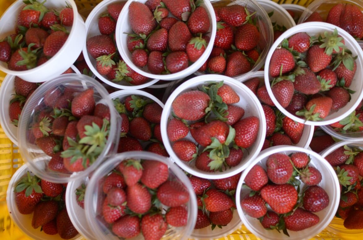 जशपुर अंचल में लोकप्रिय हो रही है स्ट्राबेरी की खेतीप्रति एकड़ 3 से 4 लाख तक कमाई60 किसान कर रहे हैं खेती