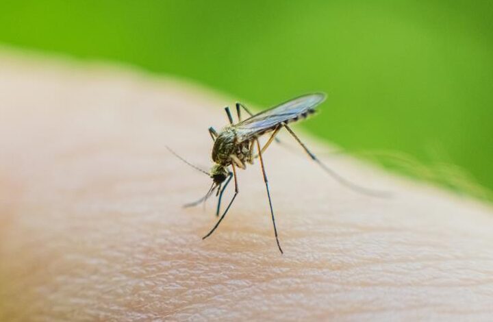 छत्तीसगढ़ में मलेरिया के खिलाफ निर्णायक बढ़त — 61.8% बिना लक्षण वाले मरीज समय पर पहचाने गए