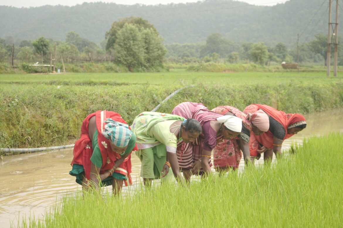 प्रदेश में धान खरीदी का महाअभियान तेजी के साथ जारी
