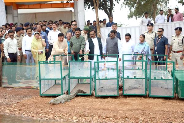 माँ नर्मदा में हुई 6 मगरमच्छों की पुनर्स्थापना: मुख्यमंत्री ने बताया सांस्कृतिक और पर्यावरणीय दायित्व