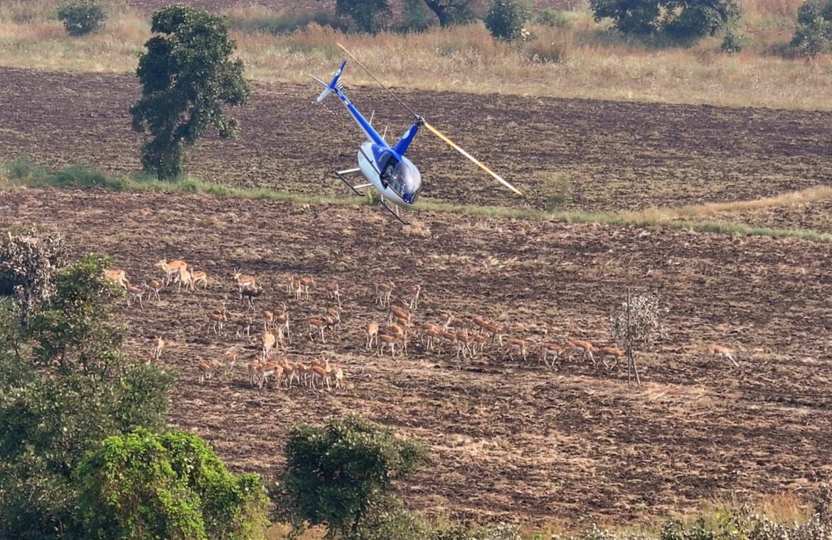 🚁 हेलीकॉप्टर और ‘बोमा’ तकनीक से पकड़े गए 913 वन्य जीव, किसानों को मिली राहत