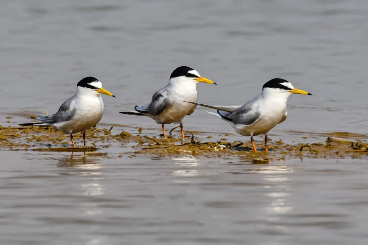 कोपरा जलाशय को मिलेगा रामसर स्थल का दर्जा