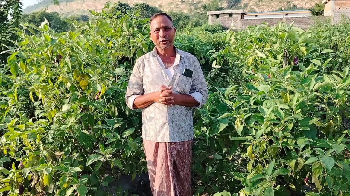 ग्राफ्टेड बैंगन से बदली खेती की तस्वीर – खरसिया के किसान मुरलीधर साहू ने