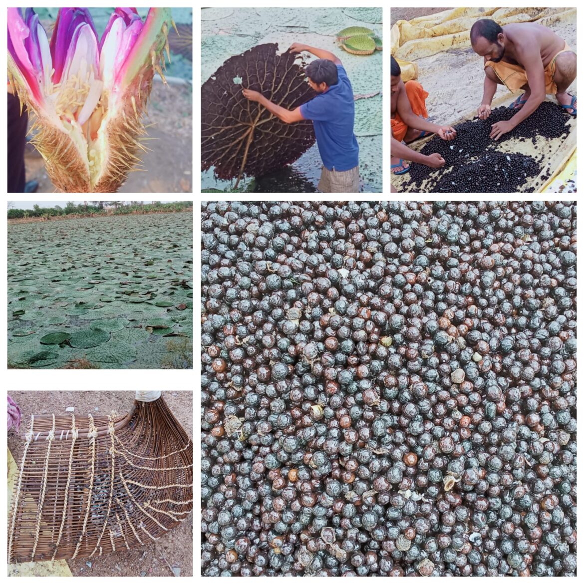 छत्तीसगढ़ में मखाना उत्पादन को प्रोत्साहन