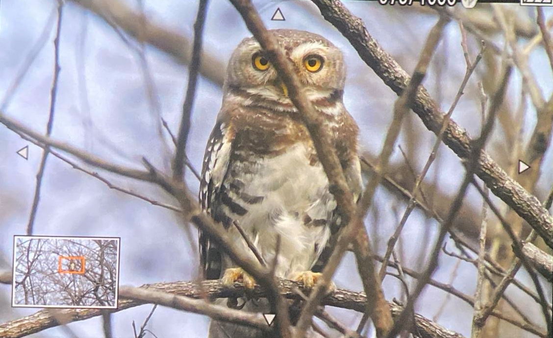 कूनो नेशनल पार्क में पहली बार दिखा दुर्लभ ‘फॉरेस्ट ऑउलेट’; 113 वर्षों तक विलुप्त माने जाने वाले पक्षी ने पक्षीविदों को चौंकाया