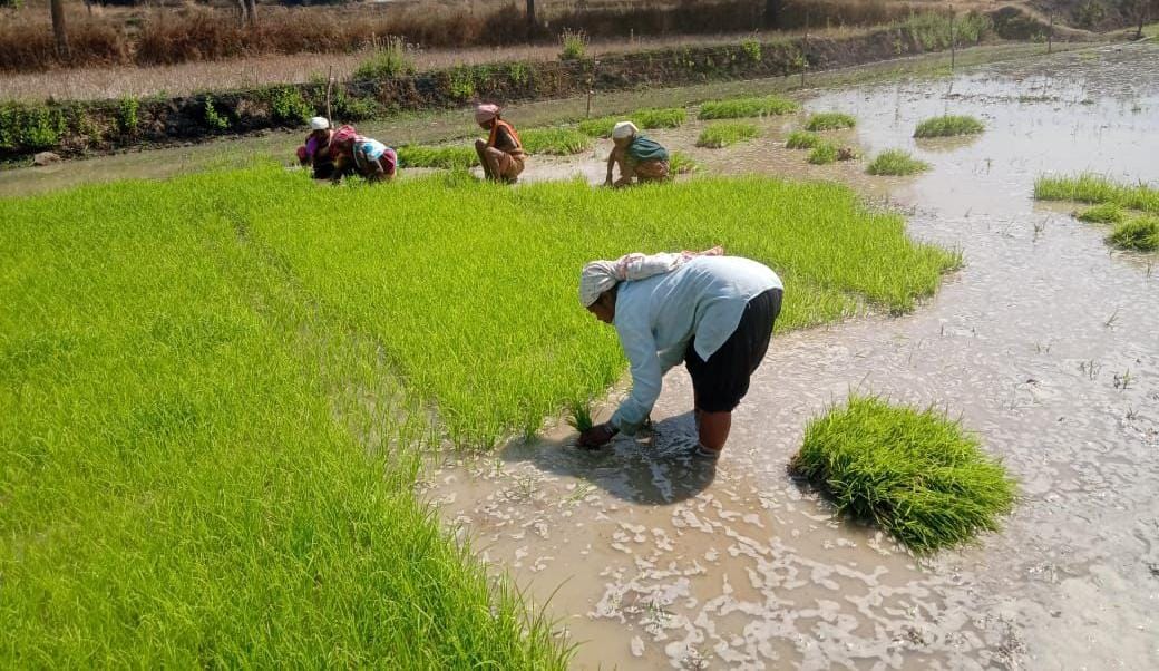फसल विविधीकरण से बदली धमतरी के किसानों की तक़दीर, रागी-दलहन ने खोले आय के नए द्वार