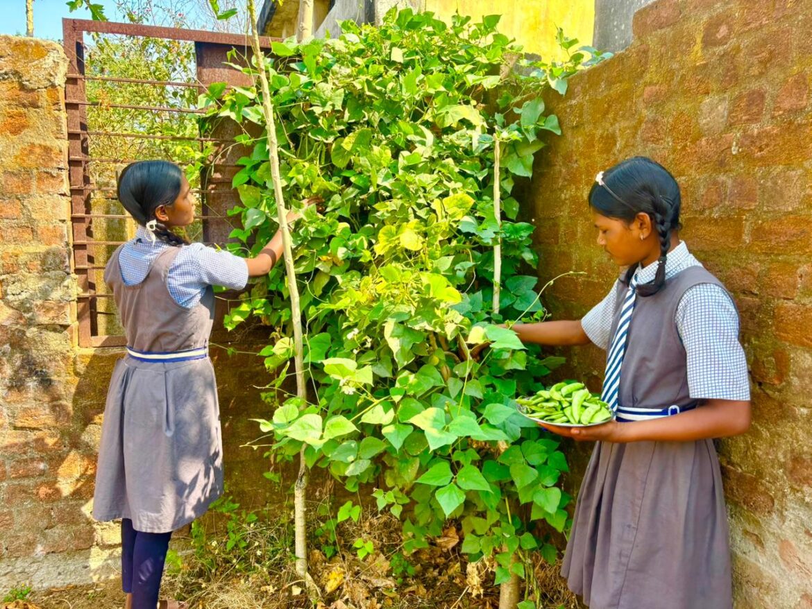 बच्चों को मिल रहा पौष्टिक आहार विद्यालय की बगिया से