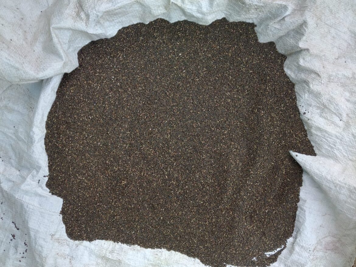 मध्यप्रदेश की तीन फसलों को जल्द मिलेगा जीआई टैग: सिताही कुटकी, नागदमन और बैंगनी अरहर की वैश्विक पहचान का रास्ता साफ