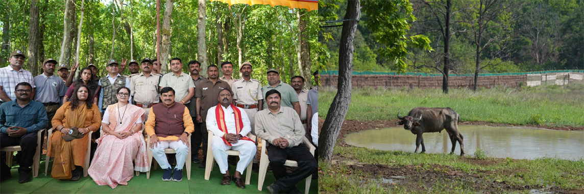 मध्य प्रदेश में वन्यजीव संरक्षण का नया युग: 100 साल बाद कान्हा में जंगली भैंसों की पुनर्स्थापना