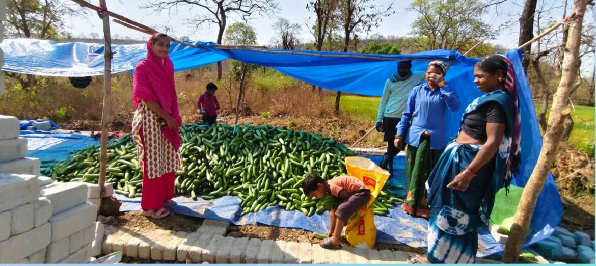 खीरा की खेती ने बदली सुभद्रा की जिंदगी