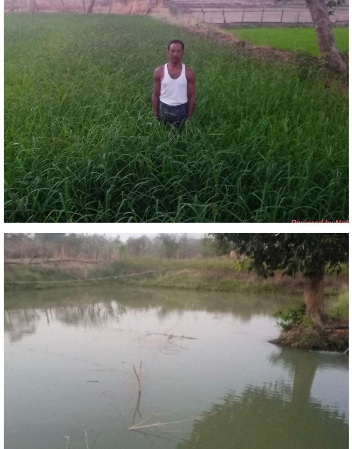 डबरी, मछली पालन और बहुफसली खेती से बदली तकदीर—सगनू बने गांव के प्रेरणास्रोत