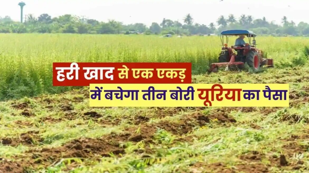 हरी खाद- खेती में बढ़ेगा उत्पादन, मिट्टी की सेहत होगी बेहतर