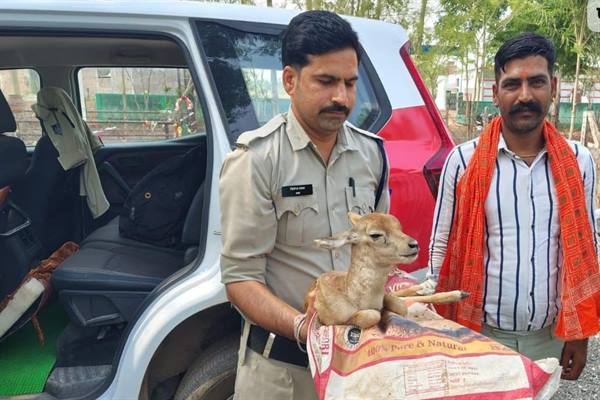 डायल-112 की तत्परता से बचाई गई घायल हिरण के बच्चे की जान, वन्यजीव संरक्षण की पेश की मिसाल