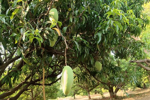 कृषि नवाचार और वैश्विक आकर्षण का केंद्र बना मध्य प्रदेश का ‘नूरजहाँ’ आम, एक फल की कीमत ₹3000 तक