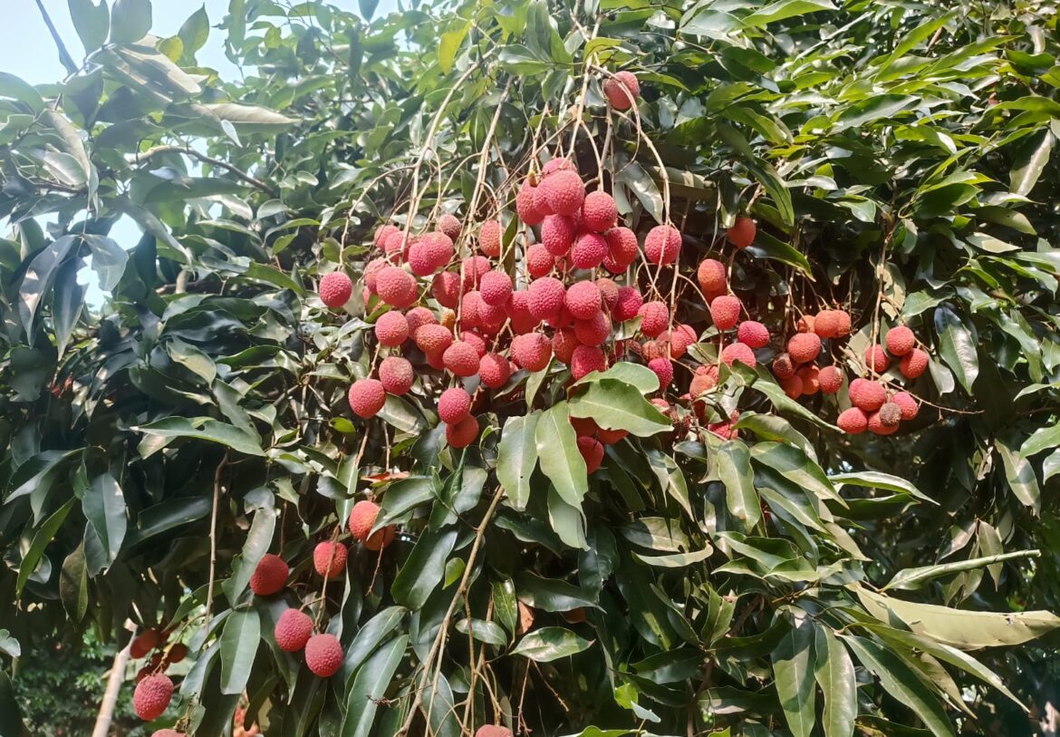 असम की भौगोलिक संकेत (GI) प्रमाणित तेजपुर लीची का दुबई निर्यात, अंतरराष्ट्रीय बाजार में बढ़ी मांग
