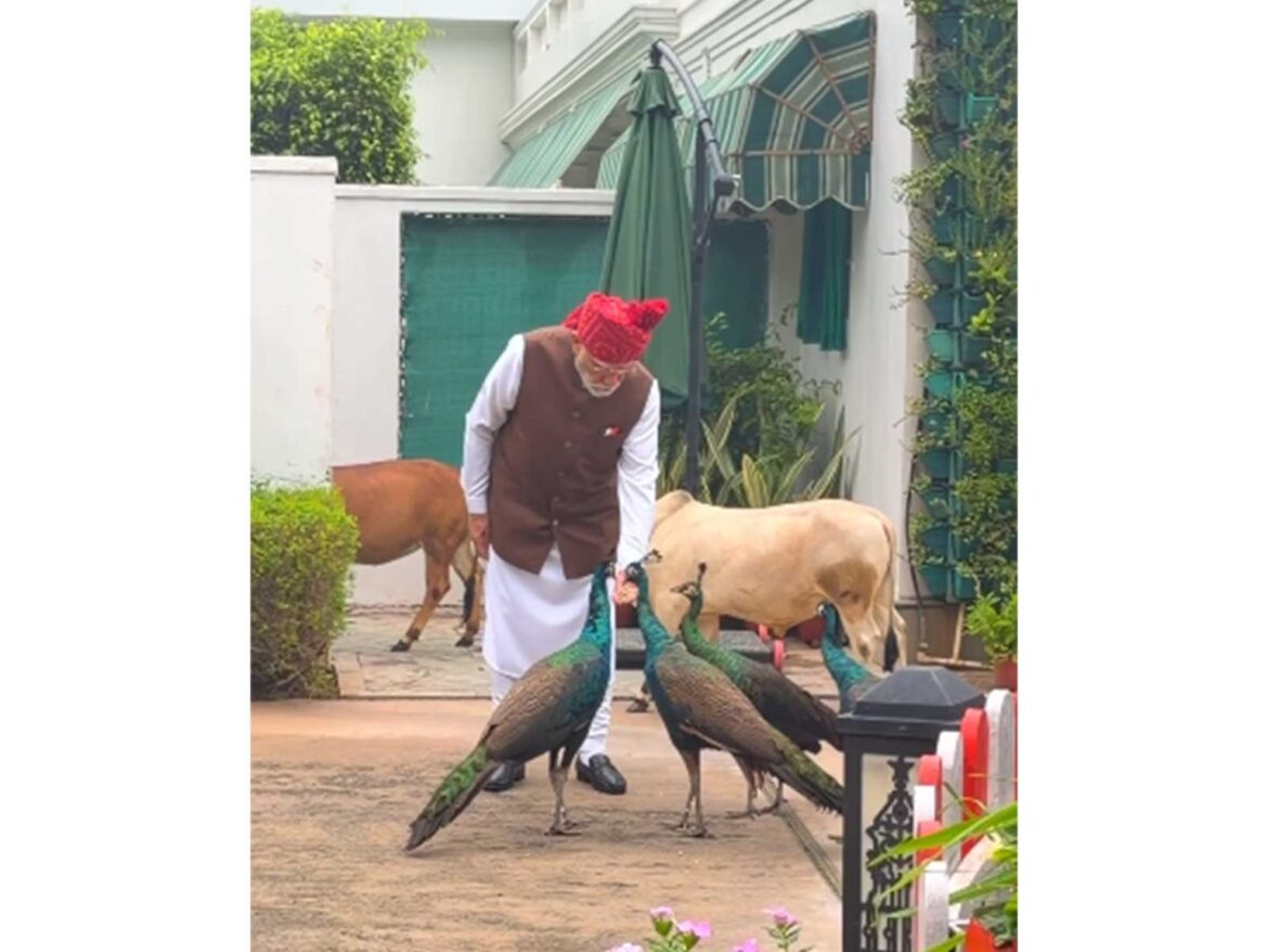 7 लोक कल्याण मार्ग पर मोरों और पुंगनूर गायों संग दिखे पीएम मोदी, इंस्टाग्राम पर साझा कीं स्वतंत्रता दिवस की सुबह की झलकियां