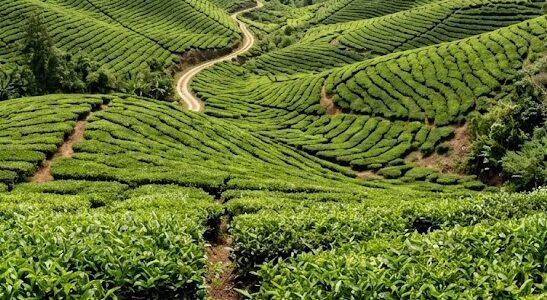 नीलगिरी में कमजोर दक्षिण-पश्चिम मानसून से चाय उत्पादन पर गहरा संकट, पैदावार में भारी गिरावट से किसान परेशान