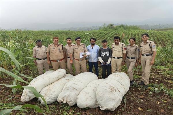 मादक पदार्थों पर मध्यप्रदेश पुलिस का कड़ा प्रहार: बड़वानी के जंगलों में ड्रोन से तलाशी, 27 क्विंटल गांजे के साथ 5 अवैध खेत पकड़े