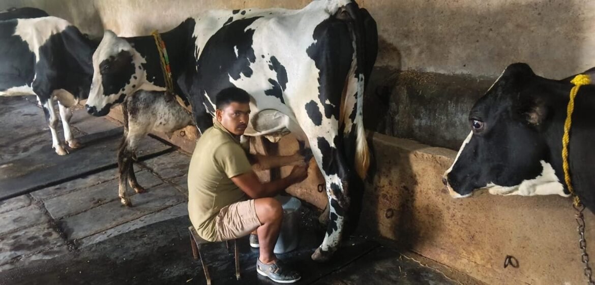 सफलता की कहानी : उन्नत नस्ल सुधार और आधुनिक पशुपालन से बदली परदेशी की किस्मत